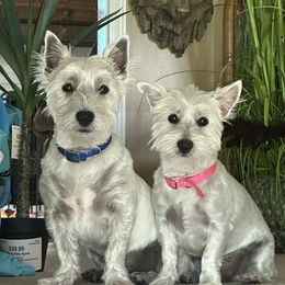 A.J. - West Highland White Terrier