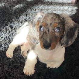 Dachshund Puppies from ForeversEdge Doxies