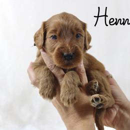 Hennessy - Red  male Goldendoodle puppy in Casa Grande, Arizona from AzDoodle Dandies