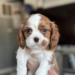 Crosby - Blenheim Cavalier King Charles Spaniel puppy in Lambertville, Michigan from Dream Dog LLC