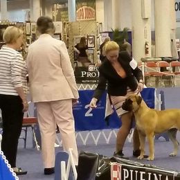 Bullmastiff and Pembroke Welsh Corgi Puppies from Jenkins Family Bullmastiffs