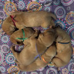 Vizsla Puppies from Jackpot Vizsla