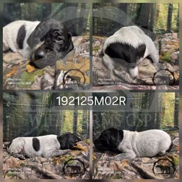 Boy 192125M02R - Black and white male German Shorthaired Pointer puppy in Moyie Springs, Idaho from Wier Farms GSP