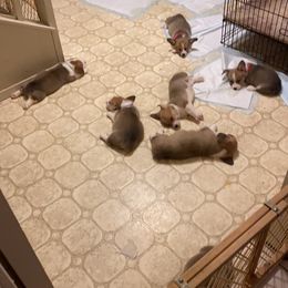 Pembroke Welsh Corgi Puppies from Bluebonnet TLC Kennels