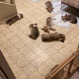 Pembroke Welsh Corgi Puppies from Bluebonnet TLC Kennels