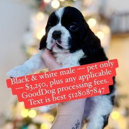 Black white male 2 - Black white and tan male Cocker Spaniel puppy in Texas from Sisu Cockers