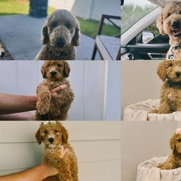 Goldendoodle and Poodle Puppies from Florida Coast Golden Doodles