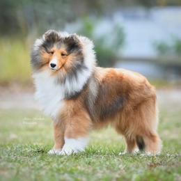 Shetland Sheepdog All Grown Up from mvshelties