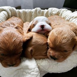 Cavapoo puppies from FamilyOodles