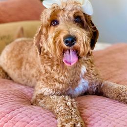 Charlie G - Goldendoodle