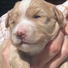 Mandolin - Yellow and white female Bernedoodle puppy in Pittsburg, Illinois from Doodles on Rock Creek