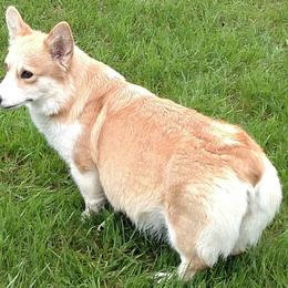 Pembroke Welsh Corgis from VENGREY Corgis