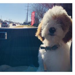 Piper Charlette - Goldendoodle