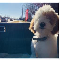 Piper Charlette - Goldendoodle