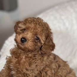 Sage - Poodle