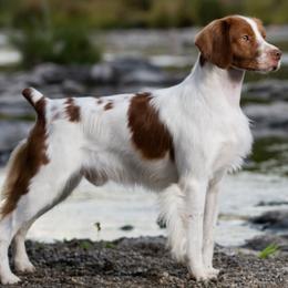 Brittanys from American Brittany