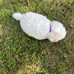 Coton de Tulear Puppies from Smoky Mountains Cotons