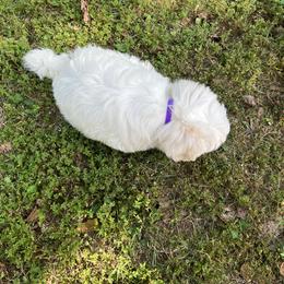 Coton de Tulear Puppies from Smoky Mountains Cotons