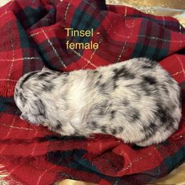 Tinsel - Blue merle female Australian Shepherd puppy in Stockport, Ohio from Coleman's Natural Bridge Aussies
