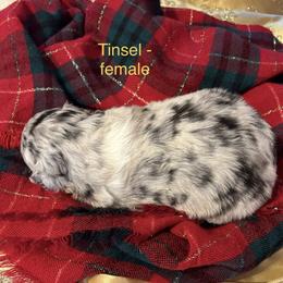 Tinsel - Blue merle female Australian Shepherd puppy in Stockport, Ohio from Coleman's Natural Bridge Aussies