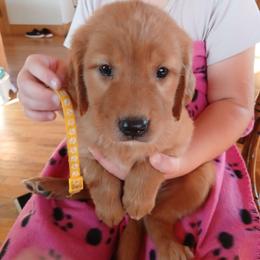 Yellow - Dark golden female Golden Retriever puppy in Lanesboro, Minnesota from Eagle Ridge Golden Retrievers