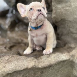 Alfredo - Cream male French Bulldog puppy in Saucier, Mississippi from Mississippi Sound Frenchies