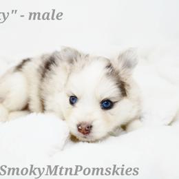 Ricky - Merle male Pomsky puppy in Christiana, Tennessee from Smoky Mountain Pomskies