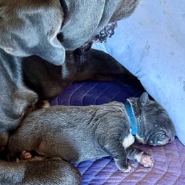 Blue - Blue male Neapolitan Mastiff puppy in Ramona, California from San Diego Mastiff
