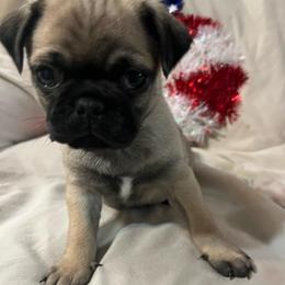 Bluee - Fawn male Pug puppy in South Carolina from Nellies Pugs