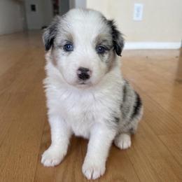 Spruce - Blue merle male Australian Shepherd puppy in Ellensburg, Washington from Creekside Aussies