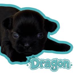 Dragon - Black male Shih Tzu puppy in San Tan Valley, Arizona from My Puppy Tzu