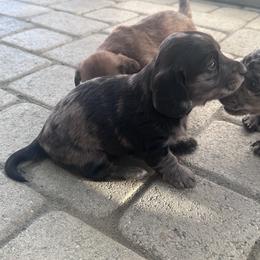 Buzz - Dapple male Dachshund puppy in Paso Robles, California from Nicole's Dachshunds