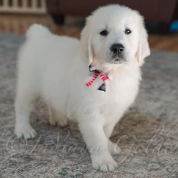 Mr. Baseball - Light golden male Golden Retriever puppy in Bedford, Indiana from Indiana Goldens