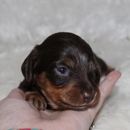 Chocolate and Tan Female - Chocolate and tan female Dachshund puppy in Lily, Kentucky from Little Acres Miniature Dachshunds