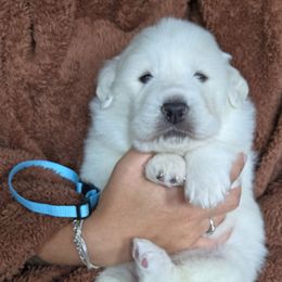 Scuttle - White male Great Pyrenees puppy in Antwerp, New York from Empyre Great Pyrenees