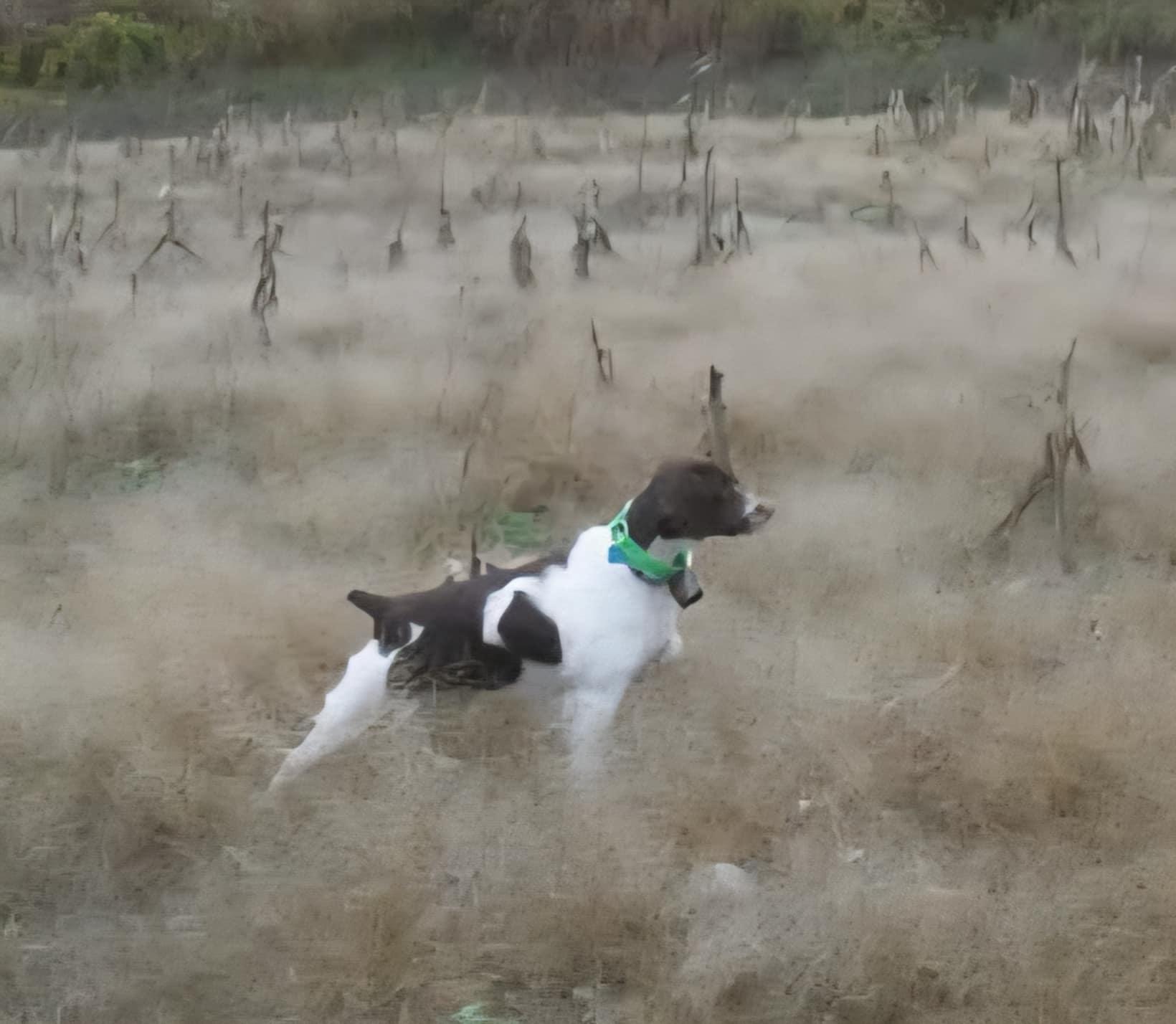 Misty