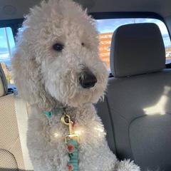 Goldendoodles from Erin Smelcer