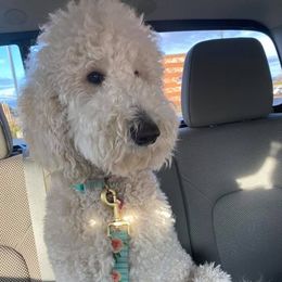 Goldendoodles from Erin Smelcer