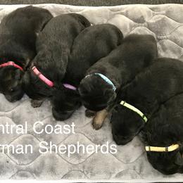 German Shepherd Puppies from Central Coast German Shepherds