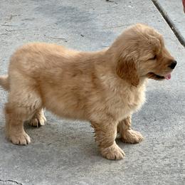 Golden Retriever Puppies from Amore Doro’ N Marshell Golden’s