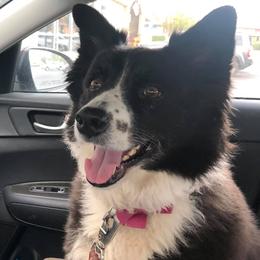 Border Collies from Creekside Pet Resort