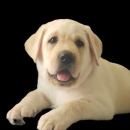 Labrador Retriever Puppies from Sandy Paws Labradors Maui