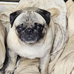 Minnie - Pug