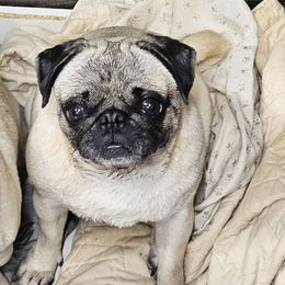 Minnie - Pug