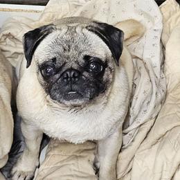 Minnie - Pug