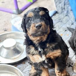 Cash - Black phantom male Aussiedoodle puppy in Fredonia, Pennsylvania from Drew’s Aussies & Doodles