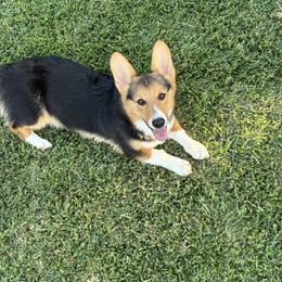 Crunch - Black and tan male Pembroke Welsh Corgi puppy in Great Bend, Kansas from Mak-N-Hay Farms