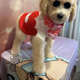 Noel - Apricot male Poodle puppy in Mobile, Alabama from Semmy’s Standard Poodle LLC