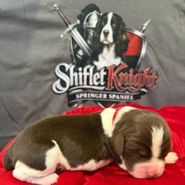 Red Boy - White and liver male English Springer Spaniel puppy in Lufkin, Texas from Shifletknight Springer Spaniels