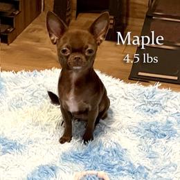 Maple - Chihuahua